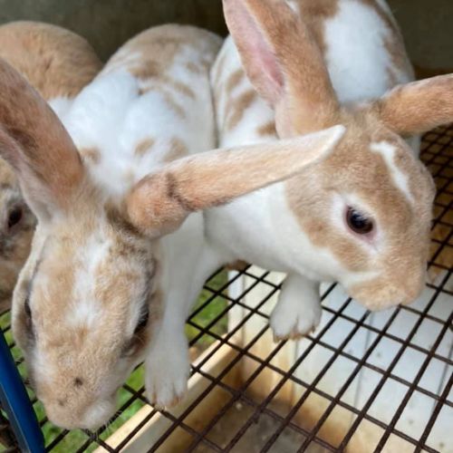 Lapin a la ferme cariphael Poules ferme cariphael