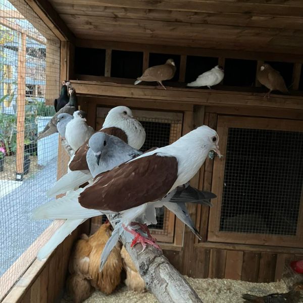 Oiseaux