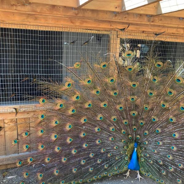animaux a la ferme cariphael