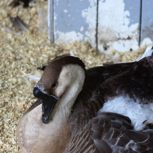 canard