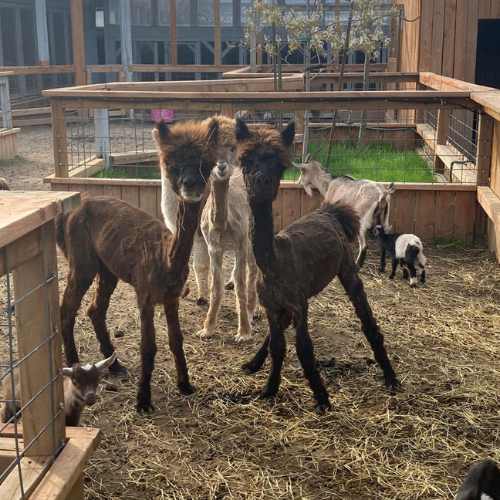 ferme a visiter montérégie pique nique sur place a la ferme