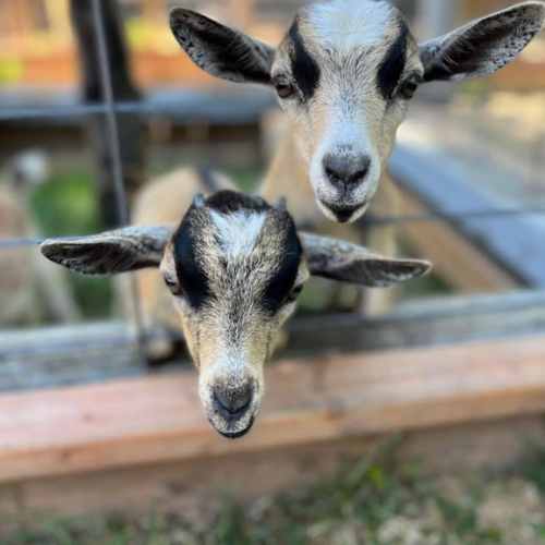 petites chèvres cariphael petites chèvres cariphael