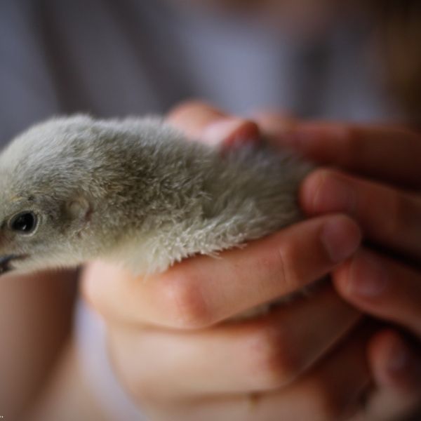 poussins poussins