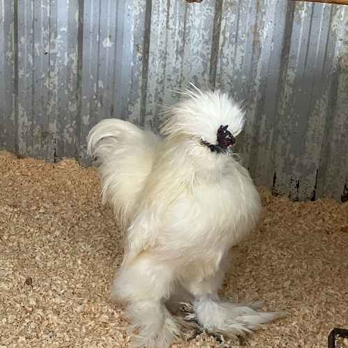 Ferme avec animaux à visiter Ferme avec animaux à visiter