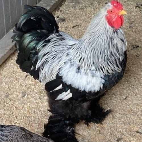 Poules ferme cariphael Poules ferme cariphael