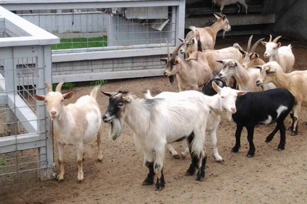 animaux de la ferme cariphael a vendre animaux de la ferme cariphael a vendre