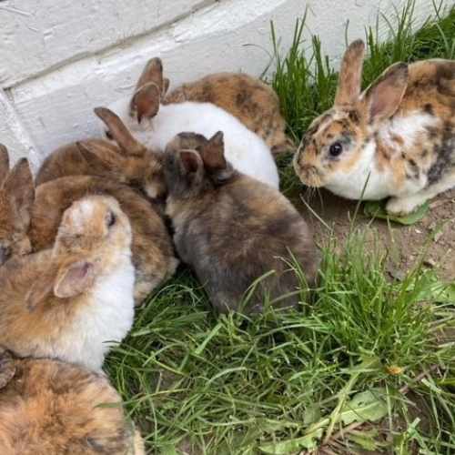 lapin ferme cariphael lapin ferme cariphael