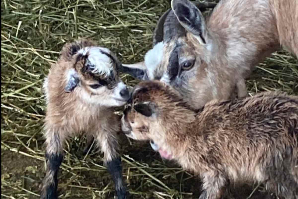 location animaux location animaux