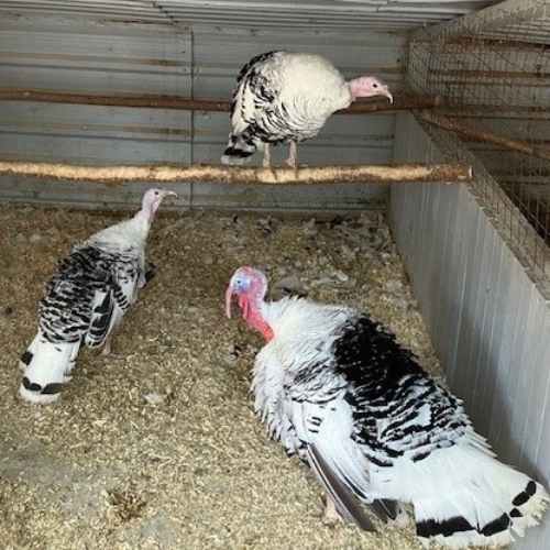 visite de la mini ferme visite de la mini ferme