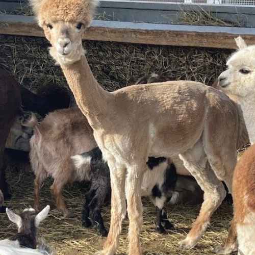 visiter mini ferme montérégie alpagas visiter mini ferme montérégie alpagas